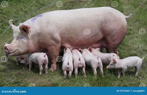 Sow With Feeding Piglets Royalty Free Stock Photo