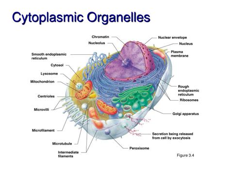 Structure And Function Of Cytoplasmic Organelles Of Cell