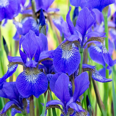 Beautiful Iris Flowers Photograph By Tiia Pekkarinen Fine Art America