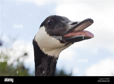 Close Up Head Shot Of A Hissing Canada Goose His Beak Is Open And You
