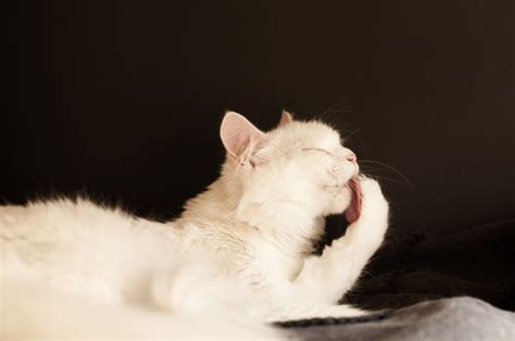 Why Do Cats Lick Themselves So Often 12 Reasons For This Behavior