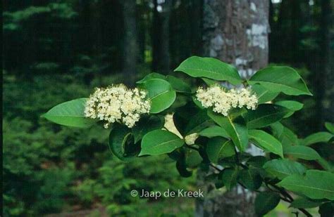 Viburnum Cassinoides Plantentuin Esveld