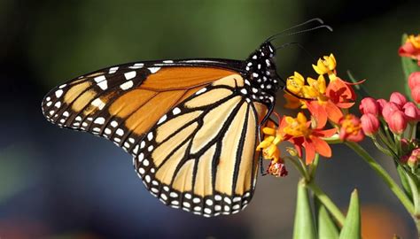 Where Have All The Monarch Butterflies Gone Newshub