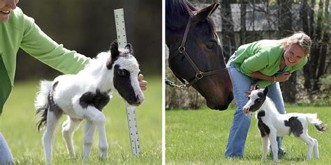Worlds Smallest Horse Breed