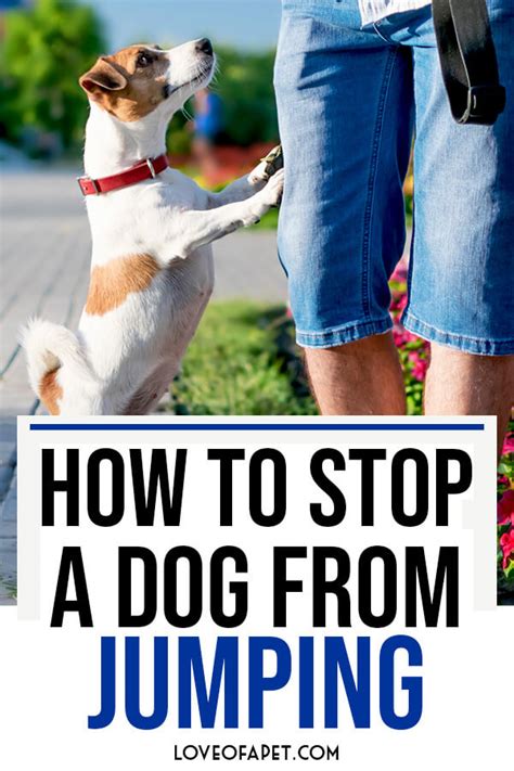 With your dog on leash, have somebody approach your dog. Basic Guidance on How to Stop a Dog from Jumping - Love Of ...