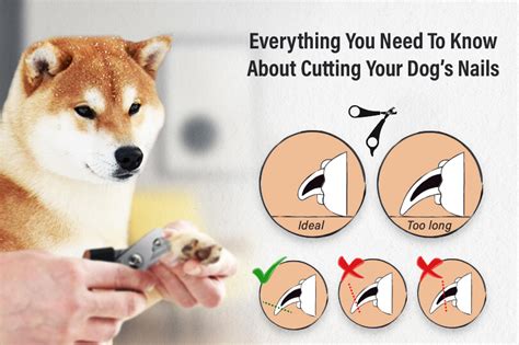 How To Trim A Dogs Nails The Petster
