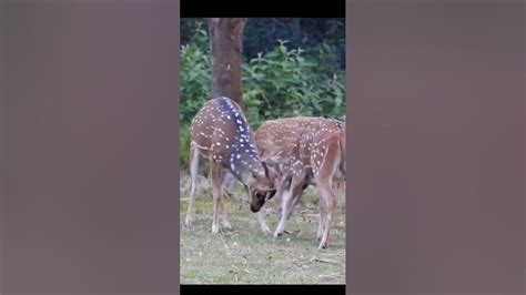 Spotted Deer In Chitwan National Park Youtube
