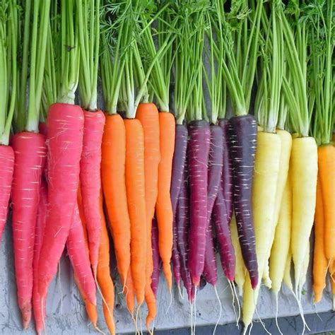 Vegetables Are Carrots Dyed Orange Seasoned Advice