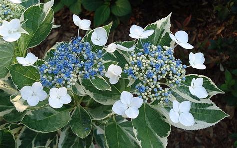 Mariesii Variegated Is A Bigleaf Lacecap Hydrangea That Will Truly Stop