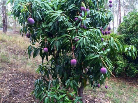 Maybe you would like to learn more about one of these? Dwarf Irwin Mango - purple fruit | Purple fruit, Mango ...