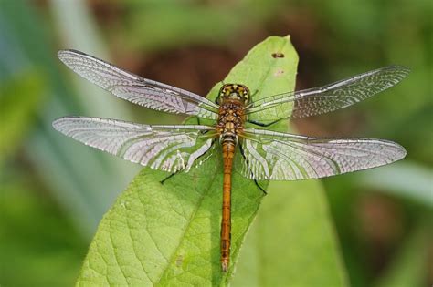 자연 곤충 잠자리 Pixabay의 무료 사진 Pixabay