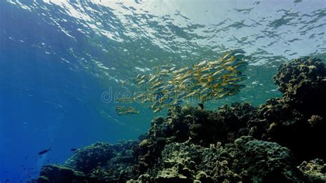 Underwater Photo Of A Schools Of Fish In The Deep Blue Sea Stock Image