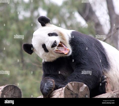 Bear Teeth Hi Res Stock Photography And Images Alamy