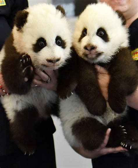 Zoo Atlanta Panda Twins Learning To Walk