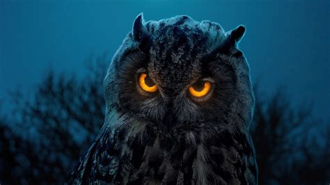 Owl With Yellow And Black Eyes 4k Hd Birds Wallpapers Hd Wallpapers