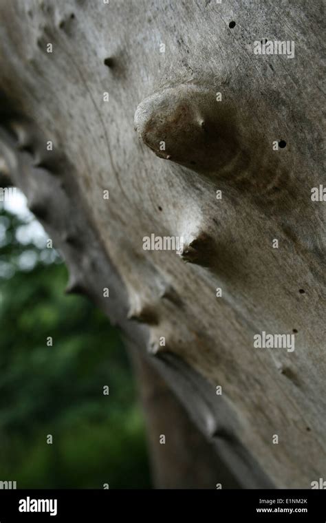 Tree Bumps Stock Photo Alamy
