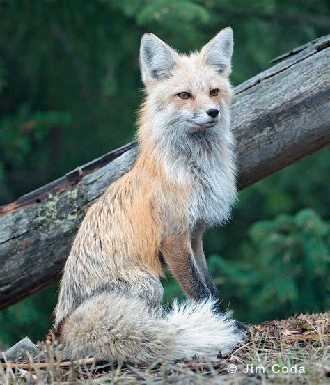 Pale And Majestic Foxes Animals Beautiful Wild Dogs Animals Wild