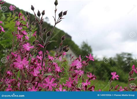 Beautiful Flower Nordic Presentation Stock Photo Image Of Summer