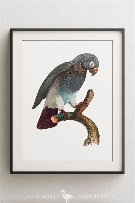 Vintage Parrot Print Timneh African Grey Parrot Print Parrot Etsy In