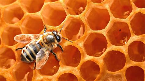 Honey Bee Desktop Image Hd Wallpapers
