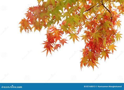 Red Maples On Branch Autumn Leaves On White Background Stock Image