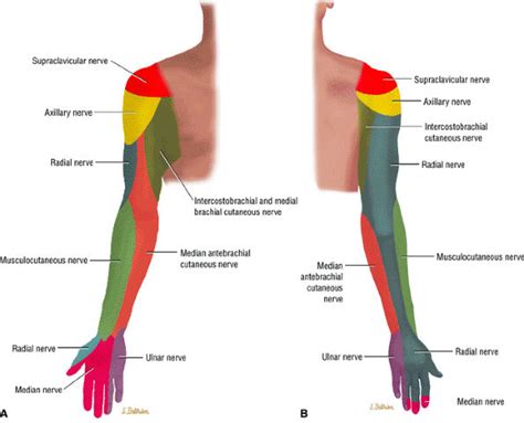 Entrapment Neuropathies Of The Upper Extremity Teachme Orthopedics