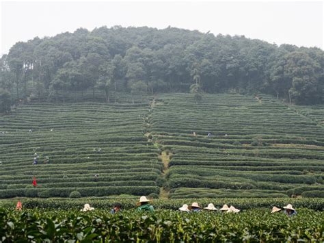 Hiking Hangzhou Tea Fields Meijiawu Longjing Tea Plantations