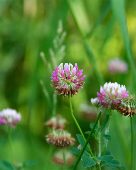 Identifying Clover Trifolium Spp