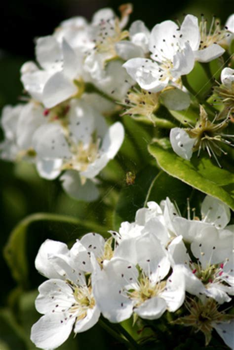 In addition to these fruiting pear varieties, there are also flowering pear tree varieties. Ornamental Pear Tree Varieties | eHow UK