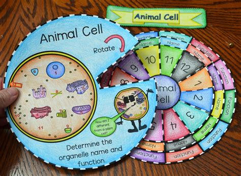 Math In Demand Animal And Plant Cell Foldables