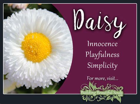 Daisy Meaning & Symbolism | Flower Meanings & Symboiism
