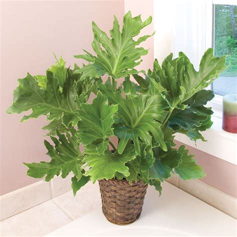 It is known for its fabulous, showy, wide, and philodendron hope can be a fairly easy interior plant to care for—provided that you are mindful of its characteristics and needs. Philodendron 'Hope' (Philodendron selloum x hybrid)