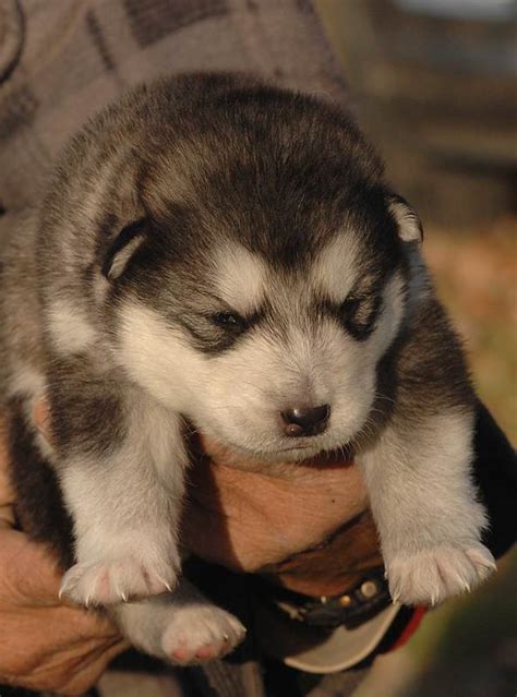 How to train a puppy. Alaskan Malamute puppy, puppies for sale in Ontario cost ...