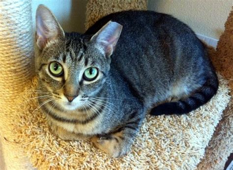 Visit our adoption partner websites (bay area rescue organizations) or search one of the following sites for more adoptable animals please visit our virtual adoption page for instructions on adopting during the pandemic. Foster mom cat and kittens ready to be adopted. SF Bay area
