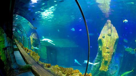 Sea Life Aquarium In Munich Expedia