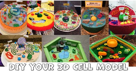 Let us know in the comments below! Cell Biology on the Dining Table - Animal Cell Model Part ...