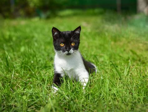 Little Black Kitten In A Grass Stock Photo Image Of Playing Portrait