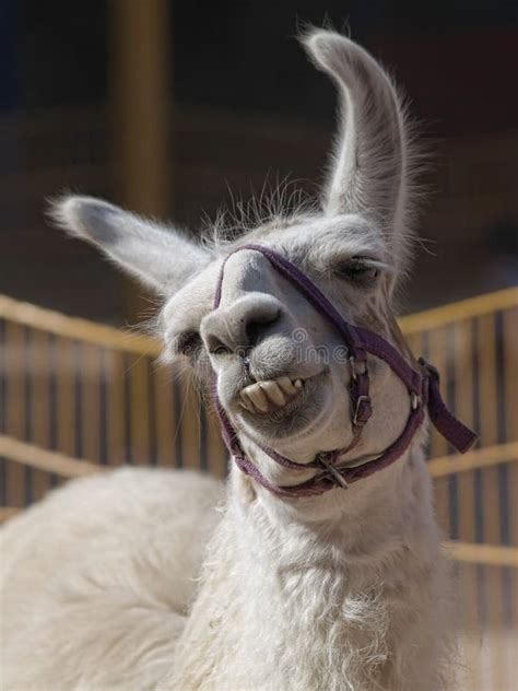 Happy Llama Stock Photo Image Of Ears Mammal Grinning 8983330