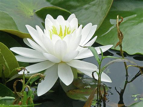 White Water Lily Wildflower Nymphaeaceae By Mother Nature