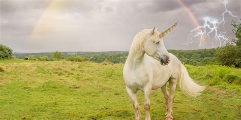 13 Stock Images Of Unicorns That Will Blind You With Majesty Huffpost