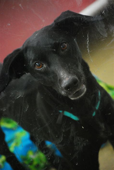 Pet Adoption - St. Louis