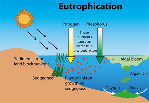 Algal Bloom Results Inaglobal Warmingbsalinizationceutrophication