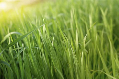 Start studying types of plants. Different Types of Plants - Gardenerdy
