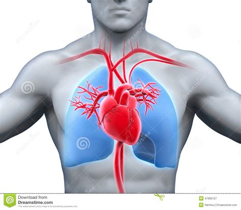 Anatomie humaine de coeur illustration stock. Illustration du artère ...