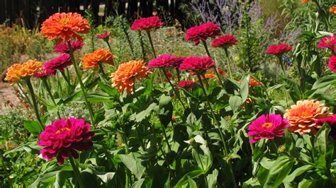 Zinnia Elegans Benarys Giant Wine And Salmon Rose Flickr