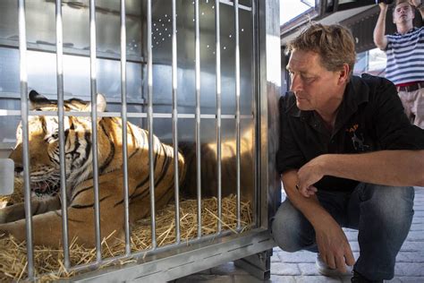 Illegal Tiger Trade On The Rise In Europe Earth Journalism Network