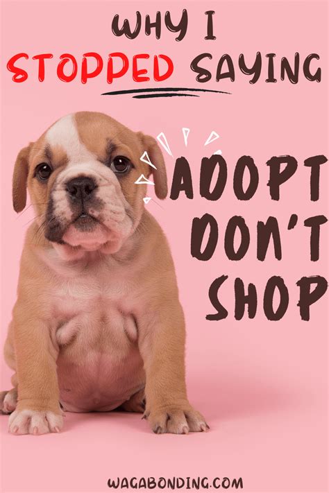 This Is Why Ive Stopped Saying Adopt Dont Shop