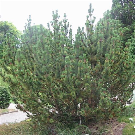 Pinus Mugo ‘mughus Pin De Montagne ‘mughus • Pépinières Français