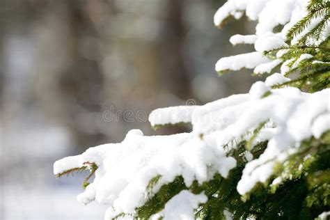 Winter Fir Tree Branches Covered With Snow Frozen Spruce Tree Branch