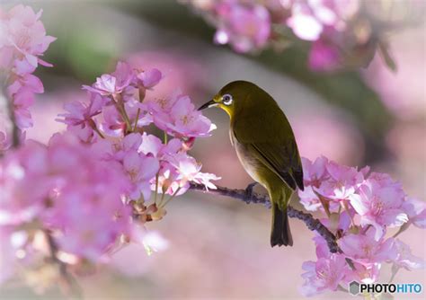 春の囀り by Re.ikko （ID：7607778） - 写真共有サイト:PHOTOHITO